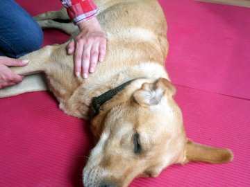 Hund im Unterwasserlaufband