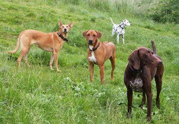 Hundegruppe
